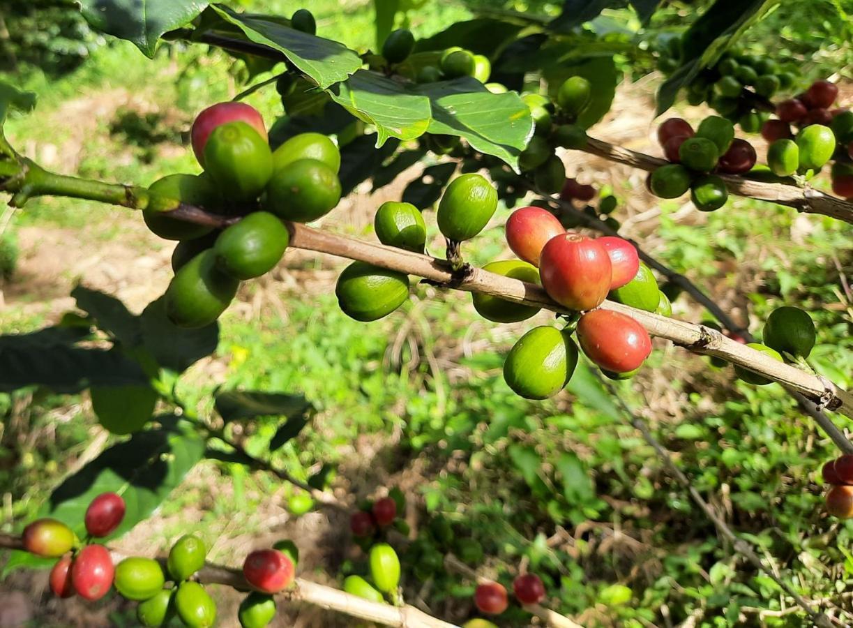 Glenmyu Estate Διαμέρισμα Haputale Εξωτερικό φωτογραφία